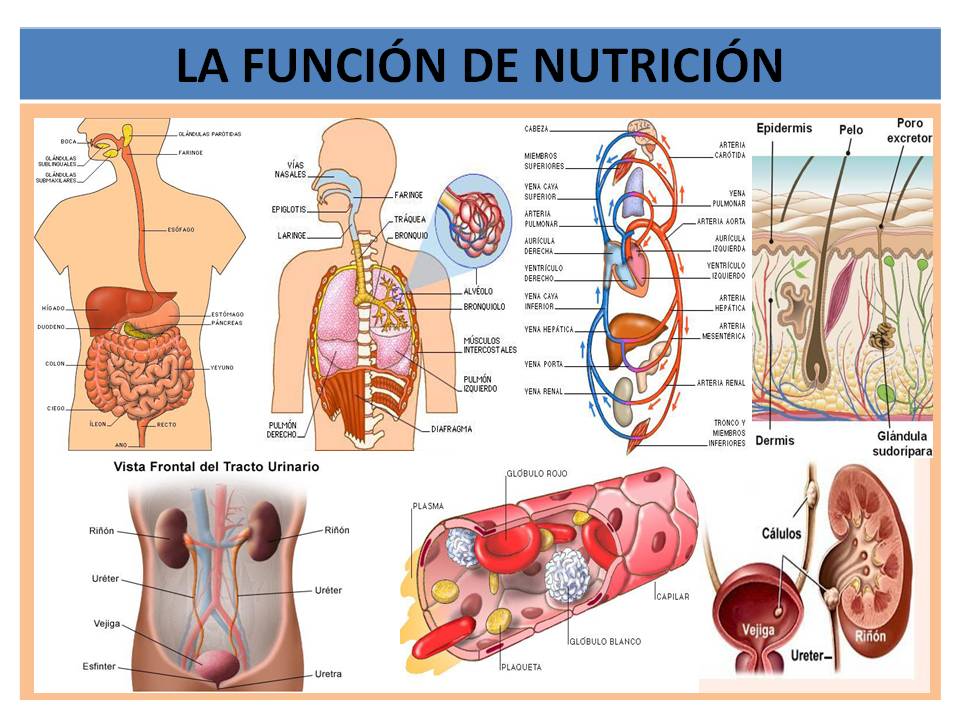 LA FUNCION DE NUTRICION. EDUCACION Y BIENESTAR ALIMENTARIO. LA ALIMENTACION Y NUTRICION. LA FUNCION DE NUTRICION. EDUCACION Y BIENESTAR ALIMENTARIO. LA ALIMENTACION Y NUTRICION.